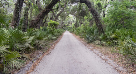 Canopy of Live Oaks along a dirt road on Cumberland Island, Georgia