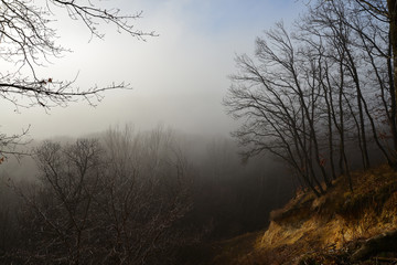 Forest misty landscape 2