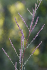 ギョリュウ ロゼア