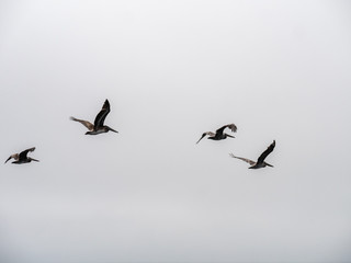 Four Pelican Flying Together with Cloudy Skies