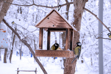 Birds in the bird feeder