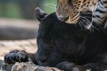 Naklejka na ściany i meble Onça Pintada / Jaguar (Panthera onca)