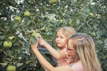 Obraz premium Happy mother and little daughter picking apples in garden
