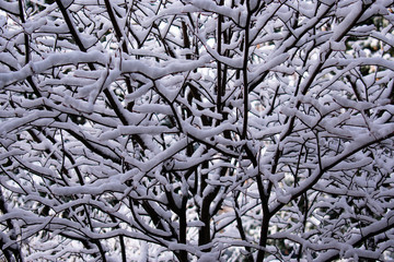 Snow accumulated in tree branches after snow storm 