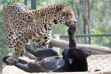 Onça Pintada / Jaguar (Panthera onca)
