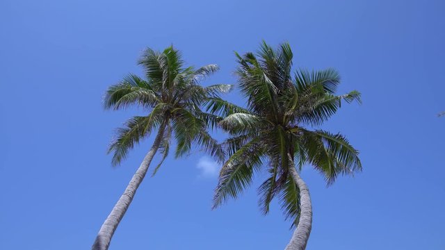 Tropical view with top of coconut palm tree on blue sky background