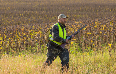 Hunter with a German trotter and spaniel, hunting a pheasant with dogs	