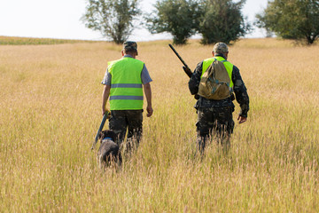 Hunter with a German trotter and spaniel, hunting a pheasant with dogs	