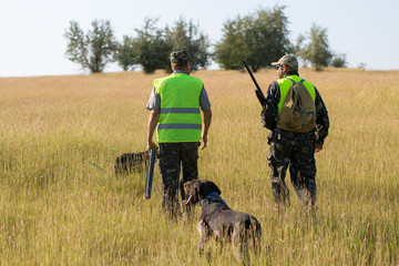 Hunter with a German trotter and spaniel, hunting a pheasant with dogs	