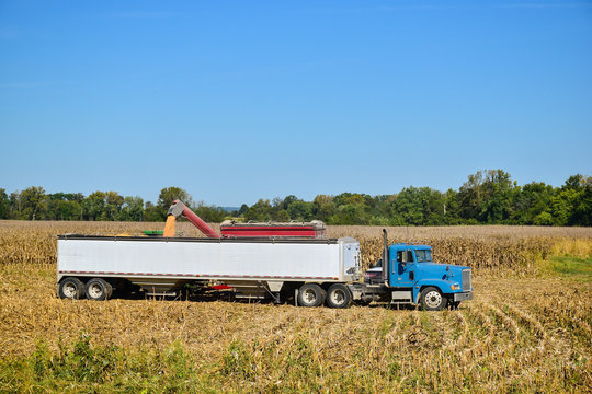 Tractor emptying its load of harvested corn