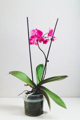 pink orchid flower in a pot