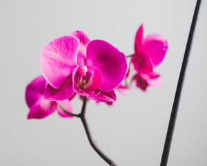 pink orchid flower, close-up view