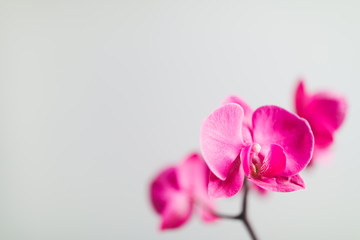 Obraz na płótnie Canvas pink orchid flower, close-up view