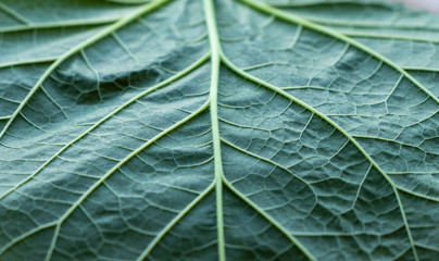 background. structural green leaf