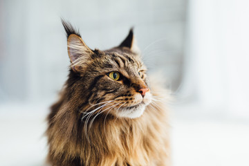 Maine Coon cat on white background