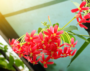 Red Rangoon Creeper or Chinese Honeysuckle Flowers