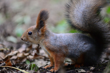Squirrel on the autumn leaves
