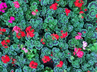 Geranium flowers close up