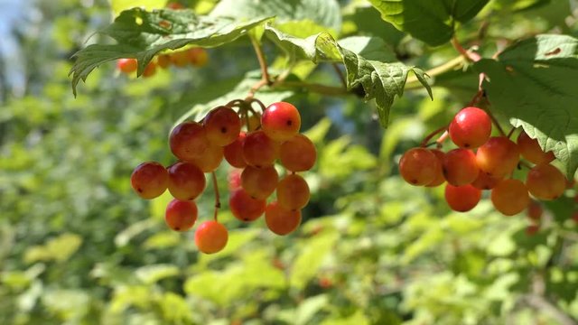 Berries Of A Viburnum Grow On A Branch In Sunny Summer Day