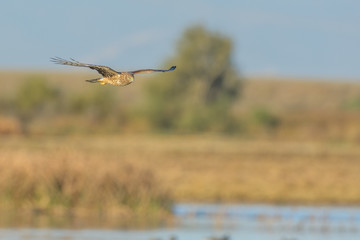 Single hawk gliding above wetland pond