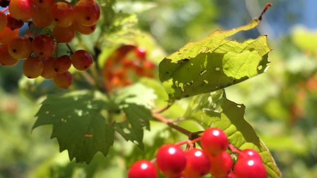 Berries Of A Viburnum Grow On A Branch In Sunny Summer Day