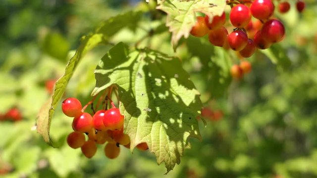 Berries Of A Viburnum Grow On A Branch In Sunny Summer Day