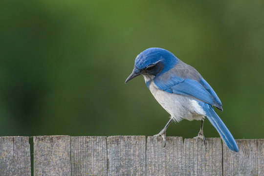 Beautiful graceful blue scrub jay bird