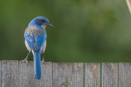 Small scrub jay bird on fence