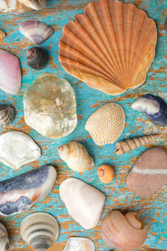 Collection of seashell and starfish