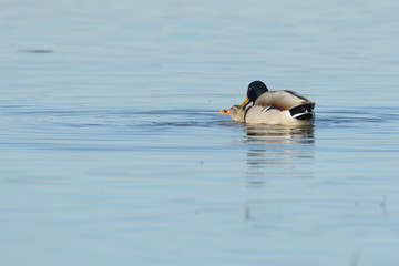 Mallard duck mating
