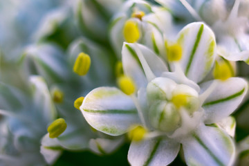 Fototapeta premium bunch of flowers