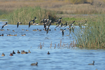 Birds flying above river with sedge