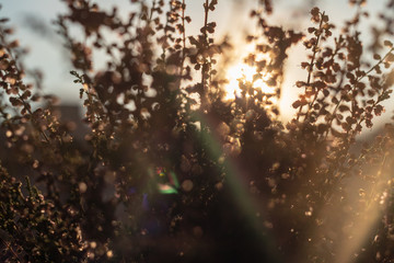 background. defocus. beautiful bouquet of wildflowers at sunset