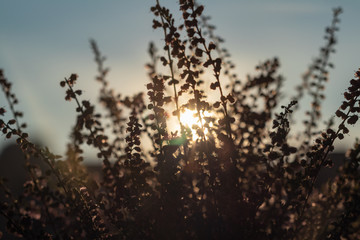 background. defocus. beautiful bouquet of wildflowers at sunset