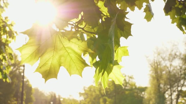 Mable tree leaf with sunlight