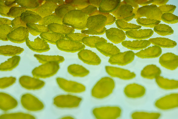 background. cornflakes yellow on white table