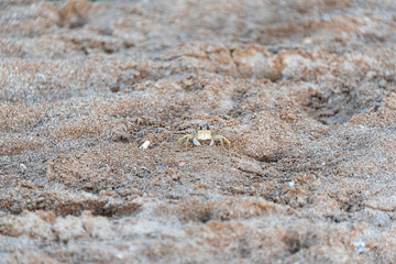 Crabe sur sable