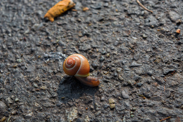 Snail Crawling