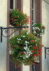Fototapeta na wymiar Ville d'Evreux, fleurs suspendues rouge et blanche, Normandie, France