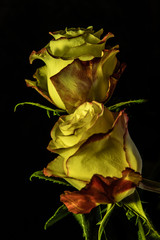 Yellow Rose