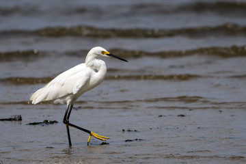 Sonowy egret walking on a New Jersey shore. 