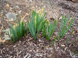 daffodils leaves sprouting in the spring