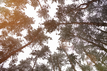 Obraz premium Winter forest theme