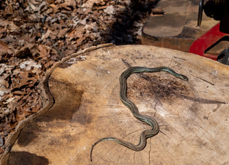 close-up of snake in the woods