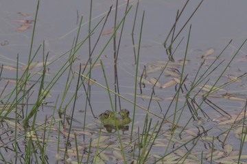 The American bullfrog is an amphibious frog, a member of the family Ranidae, or “true frogs”. Shiloh Ranch Regional Park in southeast Windsor includes oak woodlands, forests of mixed evergreens, ridge
