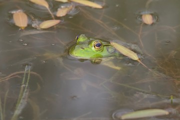 The American bullfrog is an amphibious frog, a member of the family Ranidae, or “true frogs”. Shiloh Ranch Regional Park in southeast Windsor includes oak woodlands, forests of mixed evergreens, ridge