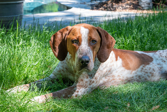 Coonhound Rescue