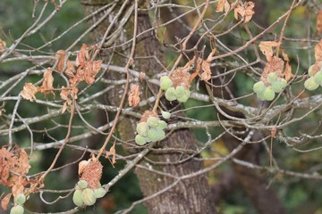 Shiloh Ranch Regional Park in southeast Windsor includes oak woodlands, forests of mixed evergreens, ridges with sweeping views of the Santa Rosa Plain, canyons, rolling hills, a shaded creek, and a p