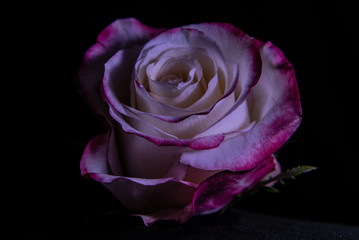 variegated rose with pink filer on black background