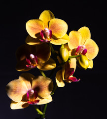 Yellow orchid with solid black background